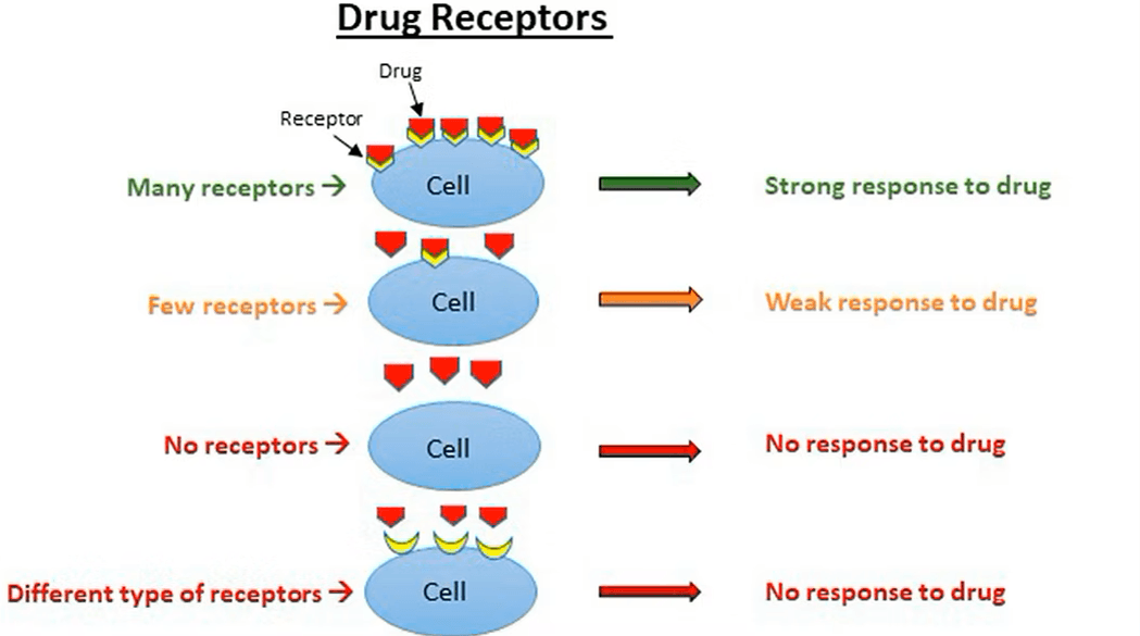 Drug Breakdown Illustration